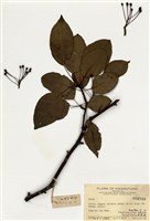 藏品(梨屬)的圖片